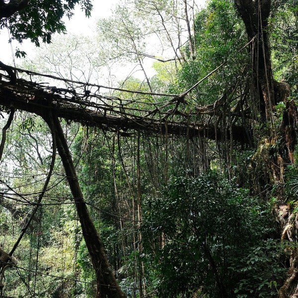 Stabile Megahlaya-Brücke des Gummibaums Ficus elastica © TUM, Ferdinand Ludwig