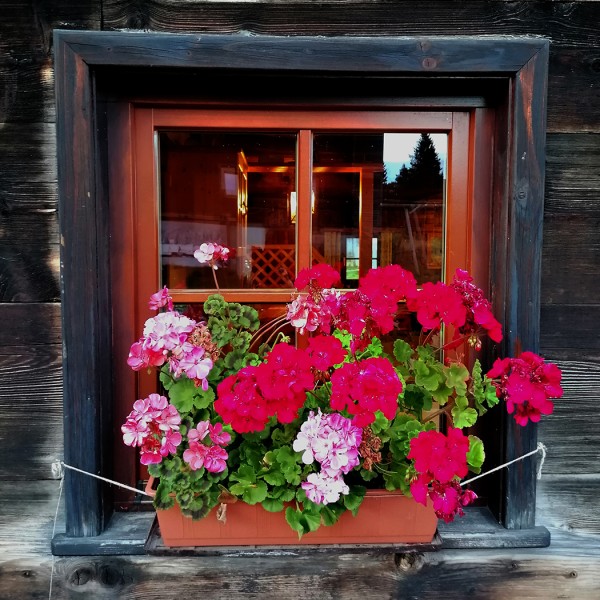 Fenster mit Blumen c_Severin Hirsch