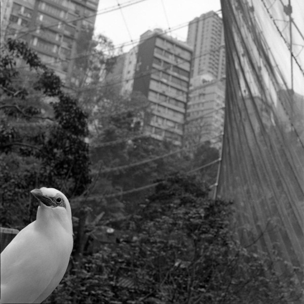 weißer Vogel vor Hochhäsuern, Foto von Zita Oberwalder